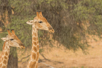A pair of giraffe closeup under heavy rain