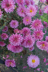 Showy pink flower heads of Chrysanthemum morifolium