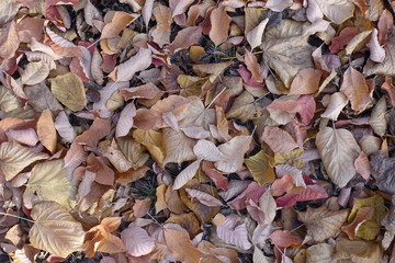 Fallen leaves in pastel colors from above