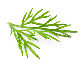 Dill. Fresh dill isolated on white.