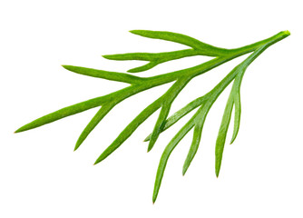 Dill. Fresh dill isolated.