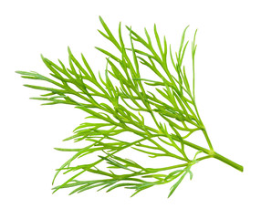 Dill. Fresh dill herb isolated.