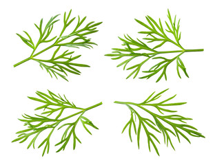 Dill. Fresh dill herb isolated on white.