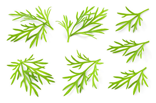 Dill. Fresh dill herb. Dill isolated. Collection.