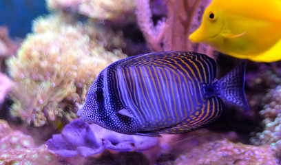 Reef tank, marine aquarium full of fishes and plants. Tank filled with water for keeping live underwater animals. Zoanthus. Zebrasoma.  