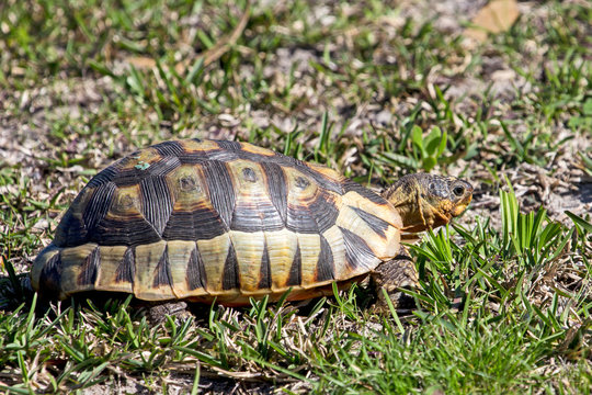 Angulate tortoise on grass