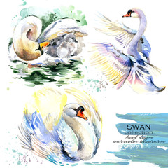 swan hand drawn watercolor illustration. set © Елена Фаенкова