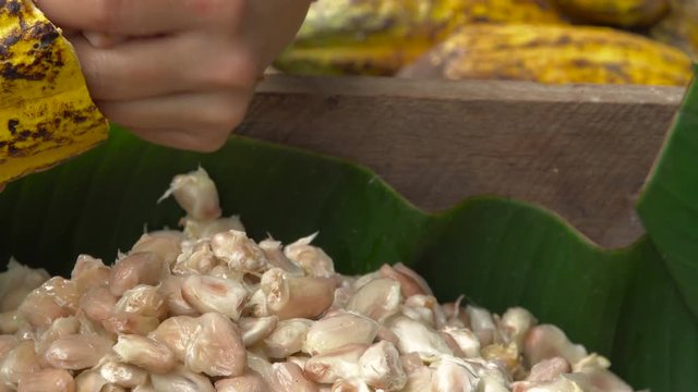 Cocoa beans and cocoa pod on a wooden surface.