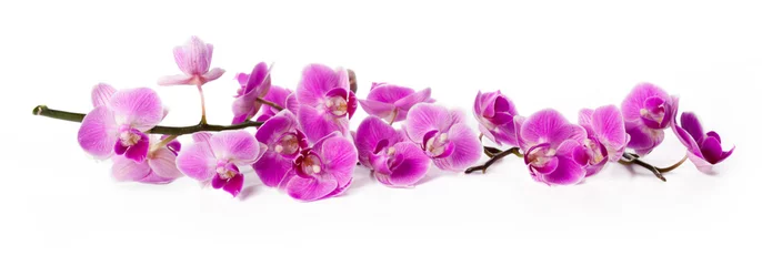Fotobehang orchidee geïsoleerd op wit © fotofabrika