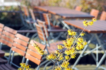 yellow blooming witch hazel in front of a beergarden