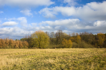 Fototapeta na wymiar Dry grass on the meadow near the forest