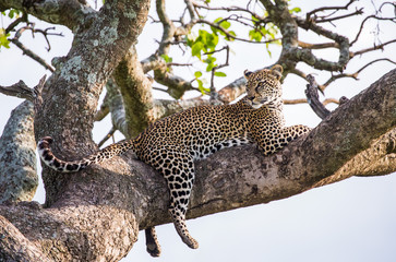Fototapeta na wymiar Leopard on a tree. National Park. Kenya. Tanzania. Maasai Mara. Serengeti. An excellent illustration.
