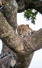 Leopard on a tree. National Park. Kenya. Tanzania. Maasai Mara. Serengeti. An excellent illustration.