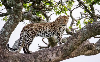 Leopard on a tree. National Park. Kenya. Tanzania. Maasai Mara. Serengeti. An excellent illustration.