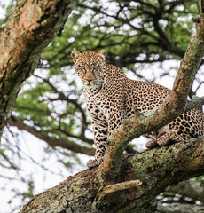 Naklejka premium Leopard on a tree. National Park. Kenya. Tanzania. Maasai Mara. Serengeti. An excellent illustration.