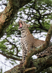 Leopard is on a tree and yawning. National Park. Kenya. Tanzania. Maasai Mara. Serengeti. An excellent illustration.