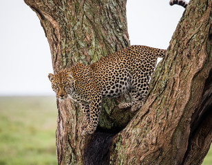 Naklejka premium Leopard standing on the tree. National Park. Kenya. Tanzania. Maasai Mara. Serengeti. An excellent illustration.