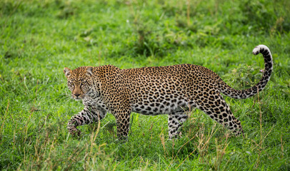 Leopard in the savannah. National Park. Kenya. Tanzania. Maasai Mara. Serengeti. An excellent illustration.