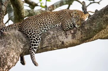Foto op Canvas Leopard on a tree. National Park. Kenya. Tanzania. Maasai Mara. Serengeti. An excellent illustration. © gudkovandrey