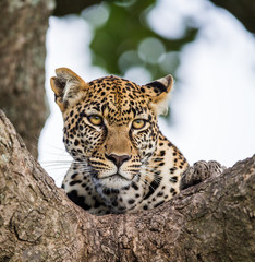 Obraz premium Portrait of a leopard on a tree. Close-up. Classical picture. National Park. Kenya. Tanzania. Maasai Mara. Serengeti. An excellent illustration.