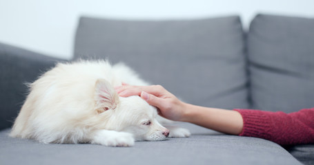Pet owner touch on her dog