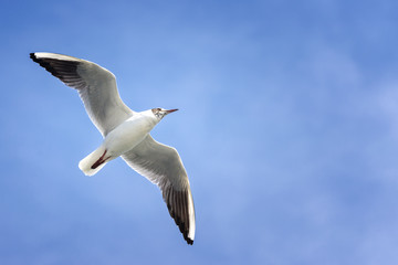 Naklejka premium Flying Seagull With Blue Sky Background
