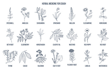 Natural herbs for cough remedies.