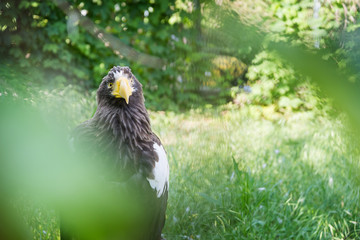 Black Kite in the afternoon sun
