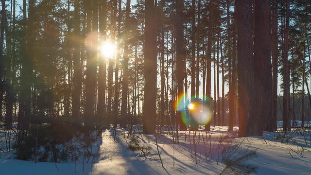 Time lapse of sunset in a pine winter forest. Movement of the shadows of the trees on the snow. Lens flare.