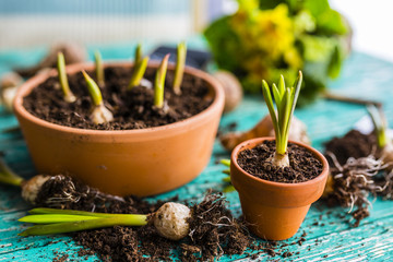 Bulbs of spring flowers and blooming flowers for planting. 
