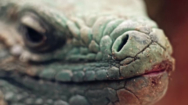 Iguana nose and eyes close up