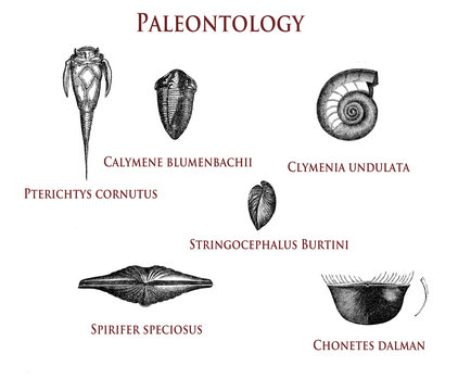 vintage paleontology  illustration of fossilized shells: pterichtys cornutus, calymene blumenbachii, clymenia undulata,stringocephalus burtini, spirifer speciosus  and chonetes dalman