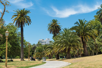 Plakat exotic palm trees in the park of Buenos Aires