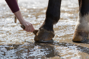 Horse close-up, hoof care with brush and water..