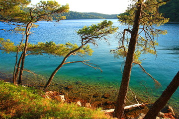Fototapeta na wymiar Mediterranean landscape, wild beach in pine forest, Island Mljet, Croatia