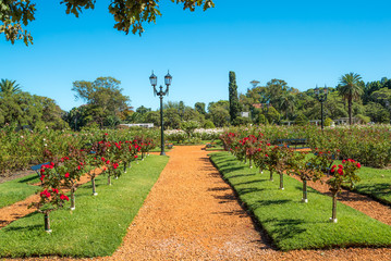 Palermo rose garden