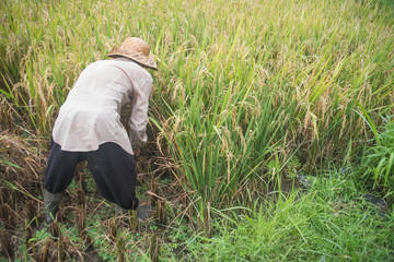 Paysan cultivant le riz à Bali