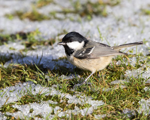 Coal Tit
