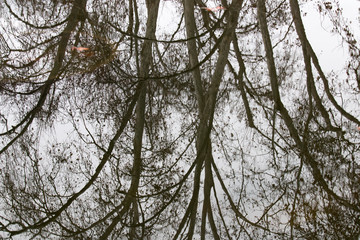 Fototapeta premium Reflejos en el agua