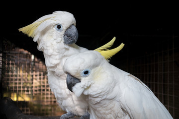 Two cockatoos in cell © aldarinho