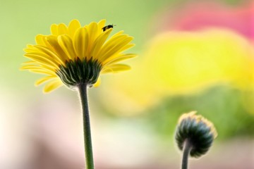 explotion de couleur 