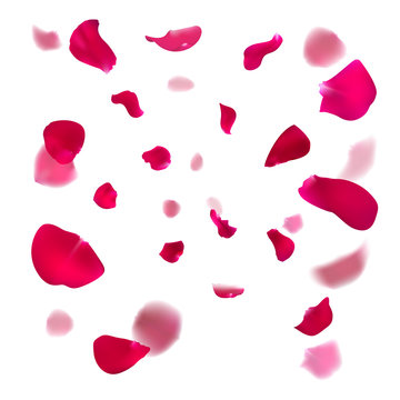 Pink rose petals are falling down. Cherry or Apple blossom. Vector illustration. Springtime design.