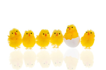 Six easter chickens on a row isolated on a white background