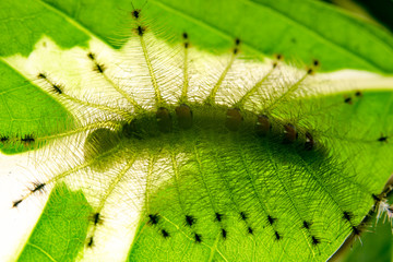 Caterpillar of the Common Gaudy Baron butterfly ( Euthalia lubentina )