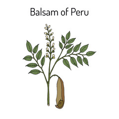 Balsam of Peru Myroxylon balsamum , medicinal plant - obrazy, fototapety, plakaty