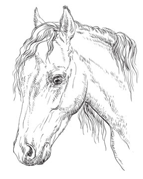 Horse portrait-8