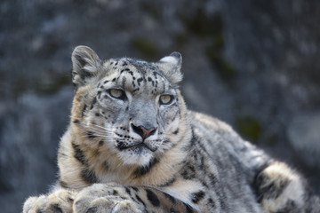 ユキヒョウ