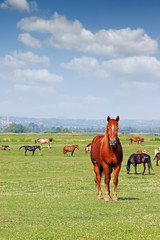 Fototapeta premium stado koni w okresie wiosennym na pastwisku