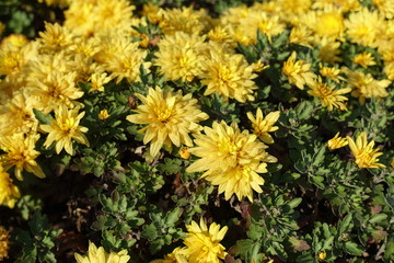 Close view of yellow flowers of Chrysanthemum morifolium