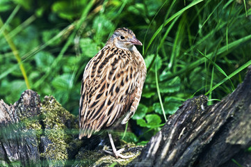 Corncrake